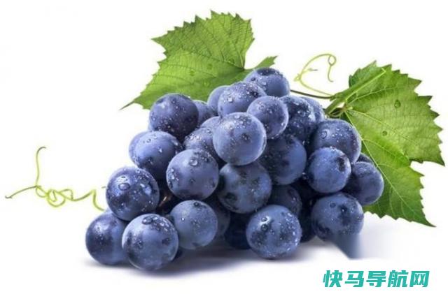 抗必吃的几种花青素的 第2张