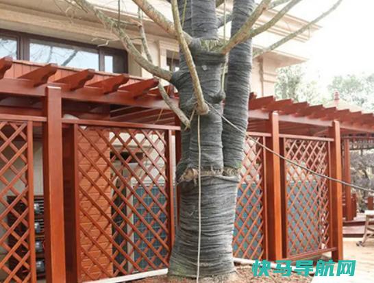 十大防腐木品牌排行榜，名兔防腐木是行业标杆、丰胜防腐木技术领先